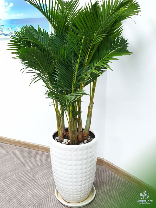 Cây Cau Nhật Chậu Đứng