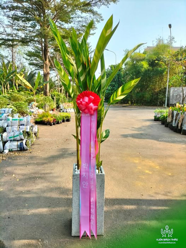 Cây Mỏ Két Tặng Khai Trương