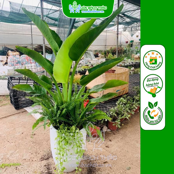 Cây Chuối Rẻ Quạt Nội Thất Cát Tường (Mix) Trồng Chậu