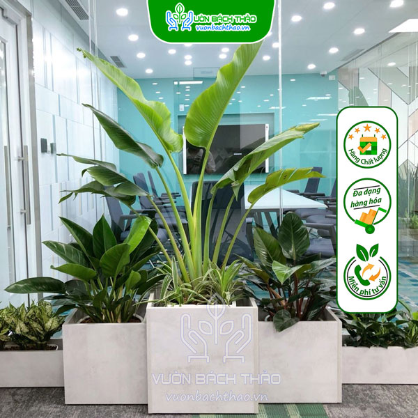Cây Chuối Rẻ Quạt Nội Thất Cát Tường (Mix) Trồng Chậu
