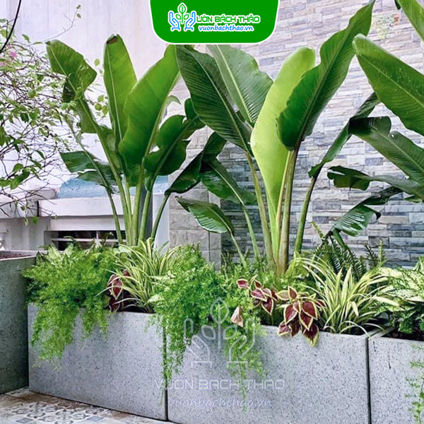 Cây Chuối Rẻ Quạt Nội Thất Cát Tường (Mix) Trồng Chậu
