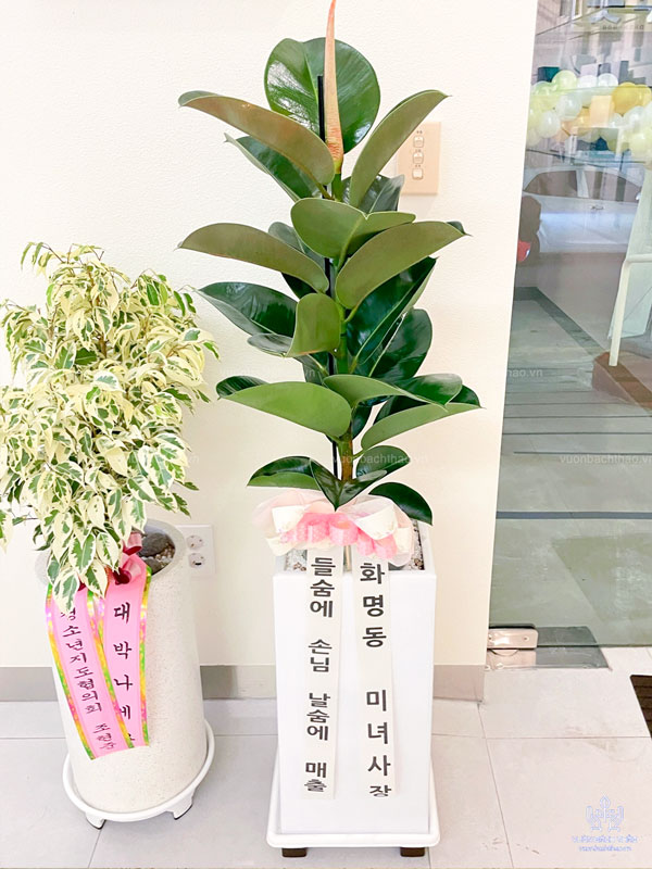 Chậu Cây Đa Búp Đỏ Tặng Khai Trương