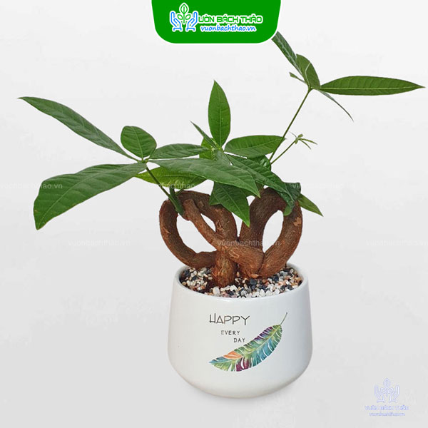 Cây Kim Ngân Thắt Nơ Để Bàn