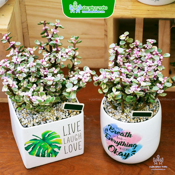 Cây Sen Đô La Hồng Để Bàn