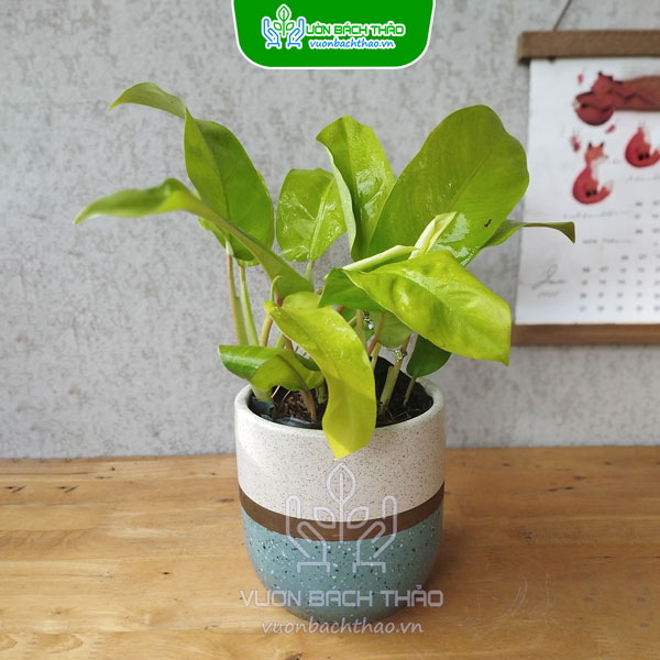 Cây Trầu Bà Vàng Lá Dài Để Bàn