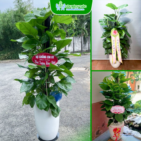 Cây Trầu Bà Leo Cột Tặng Khai Trương