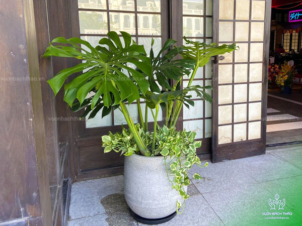 Cây Trầu Bà Nam Mỹ Chậu Đứng