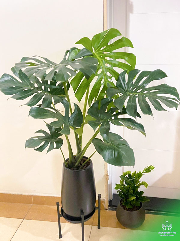 Cây Trầu Bà Nam Mỹ Chậu Đứng