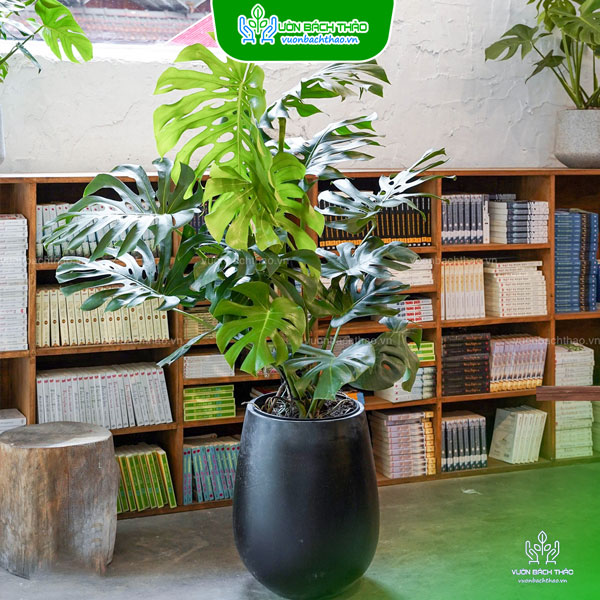 Cây Trầu Bà Nam Mỹ Chậu Đứng