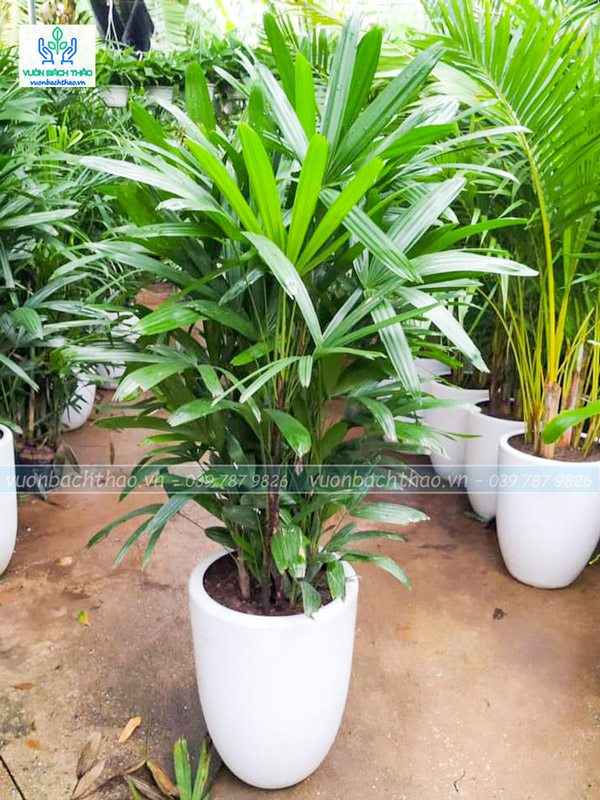 Cây Trúc Mây Chậu Đứng