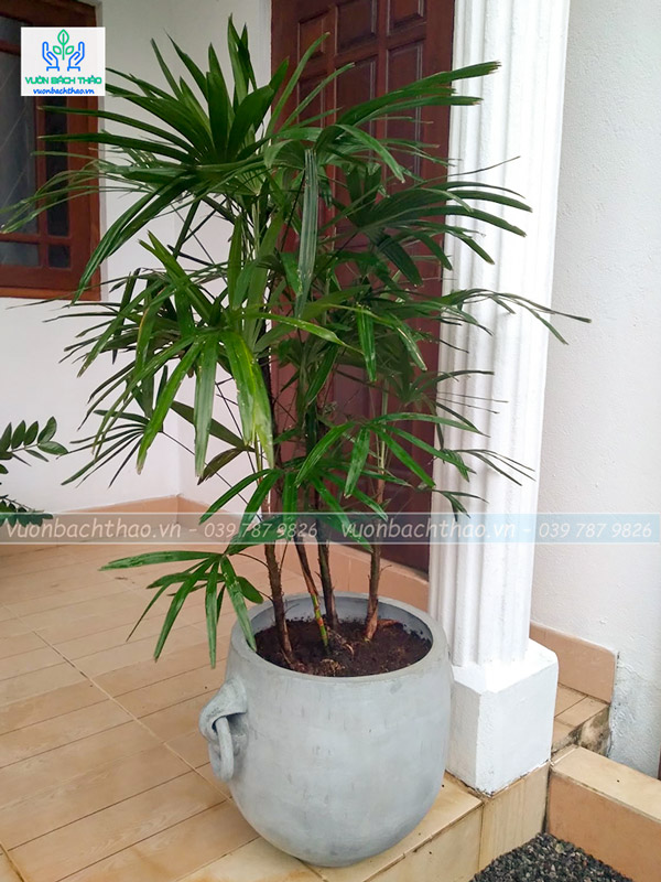 Cây Trúc Mây Chậu Đứng