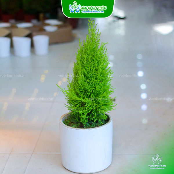 Cây Tùng Thơm Để Bàn
