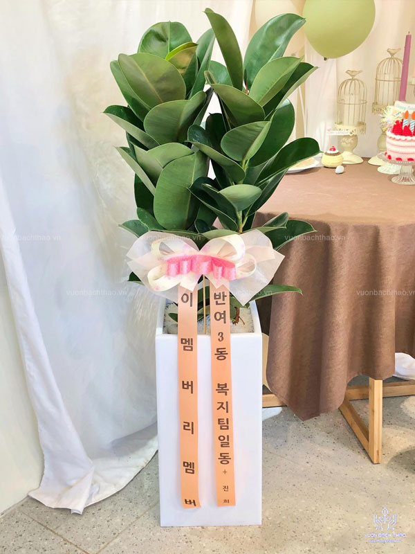 Chậu Cây Đa Búp Đỏ Tặng Khai Trương