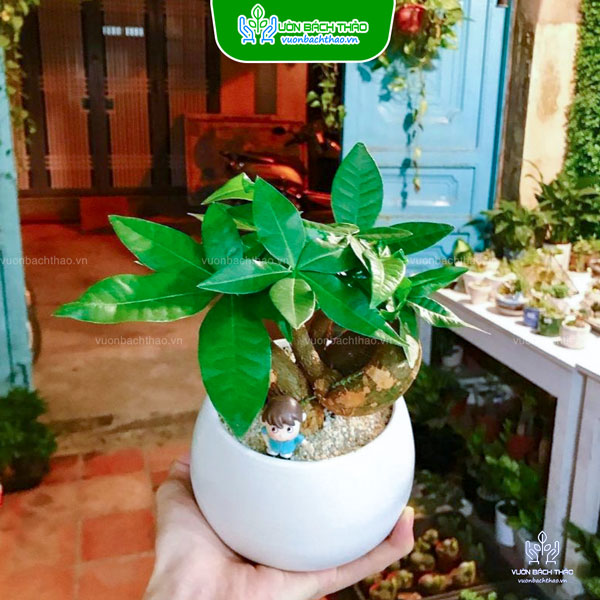 Cây Kim Ngân Thắt Nơ Để Bàn