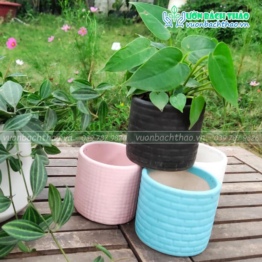 Chậu Sứ Để Bàn Trồng Cây Mini 02