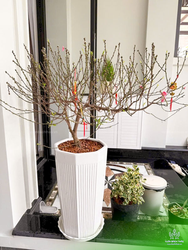 Chậu Hoa Đào Trưng Tết