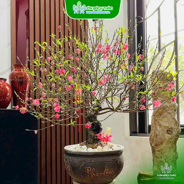 Chậu Hoa Đào Trưng Tết
