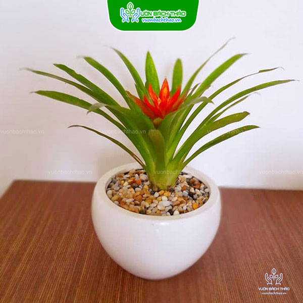 Cây Dứa Cảnh Nến Để Bàn