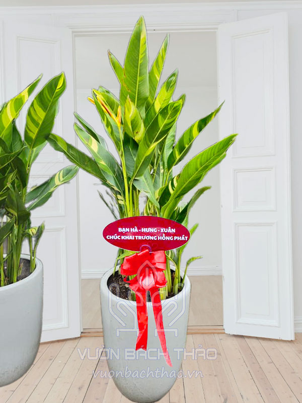 Cây Mỏ Két Tặng Khai Trương