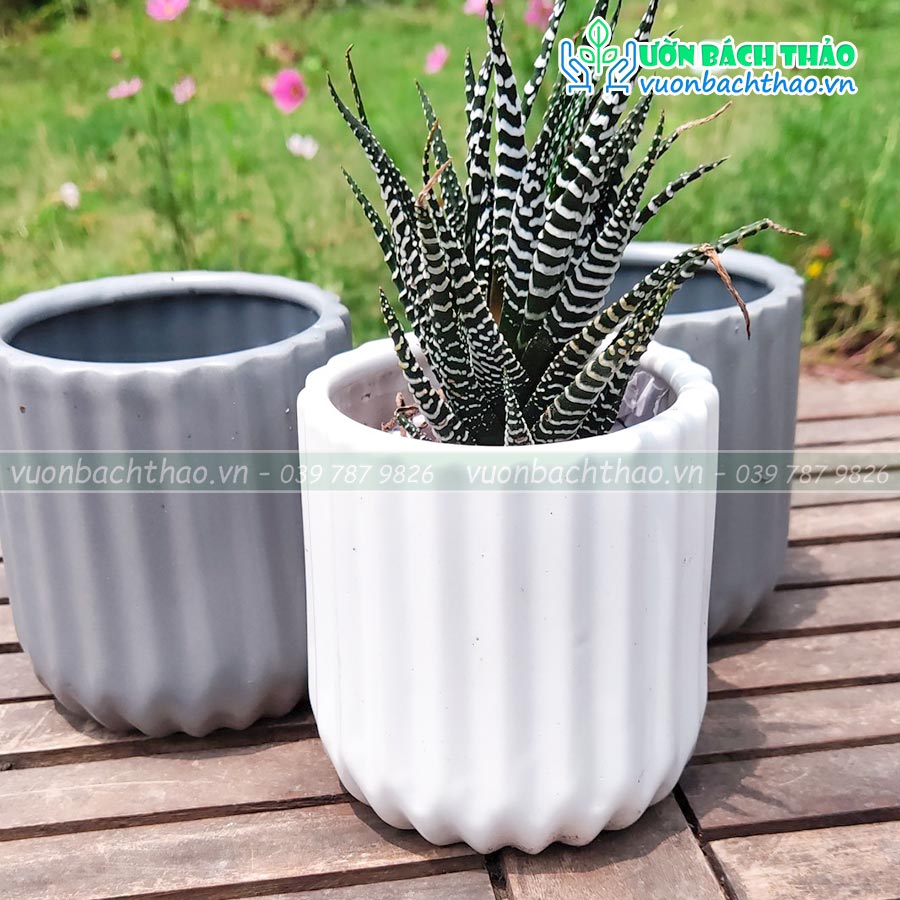 Chậu Sứ Để Bàn Trồng Cây Mini 03