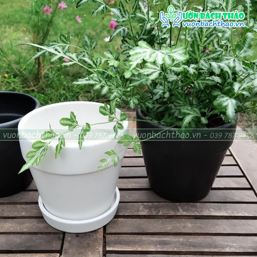 Chậu Sứ Trồng Cây Để Bàn Mini 07