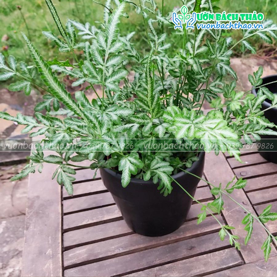 Chậu Sứ Trồng Cây Để Bàn Mini 07