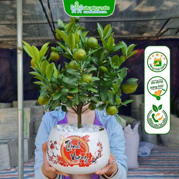 Cây Quất Phát Tài Để Bàn Trưng Tết