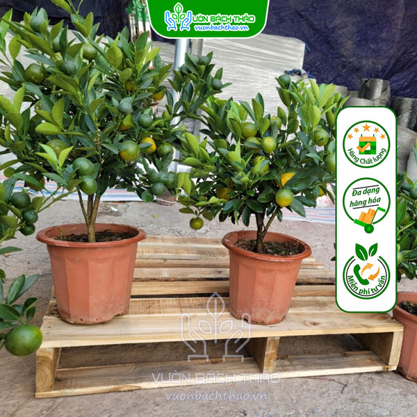 Cây Quất Phát Tài Để Bàn Trưng Tết