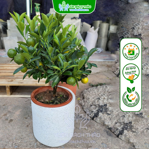 Cây Quất Phát Tài Để Bàn Trưng Tết
