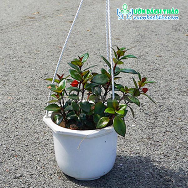 Cây Cá Vàng Chậu Treo