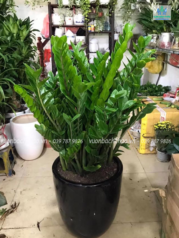 Cây Kim Tiền Chậu Đứng