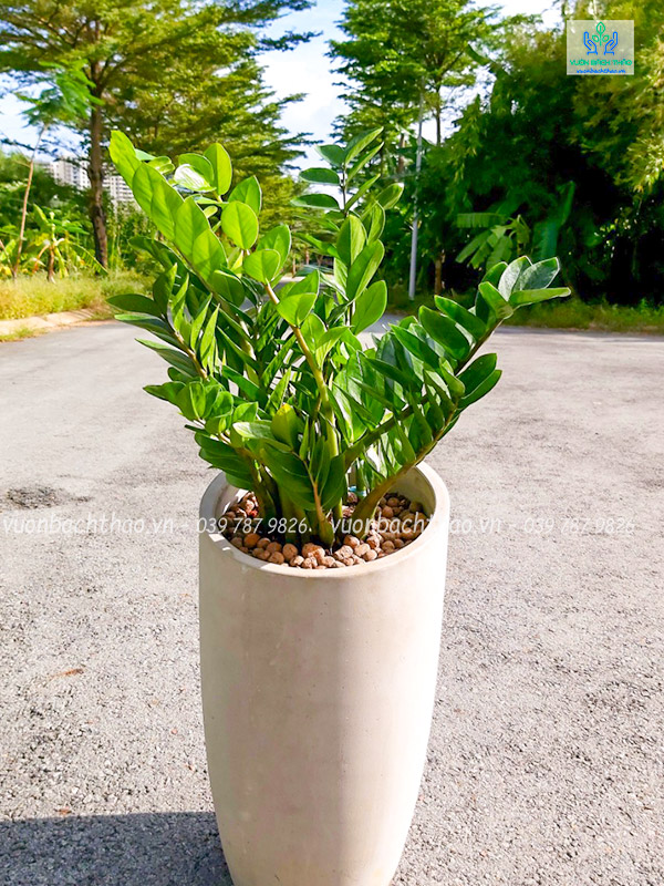 Cây Kim Tiền Chậu Đứng