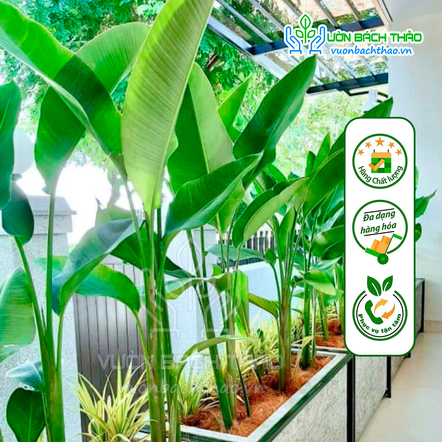 Cây Chuối Cát Thái (Chuối Phượng Hoàng) - Đẹp, Dễ Trồng, Sang Trọng