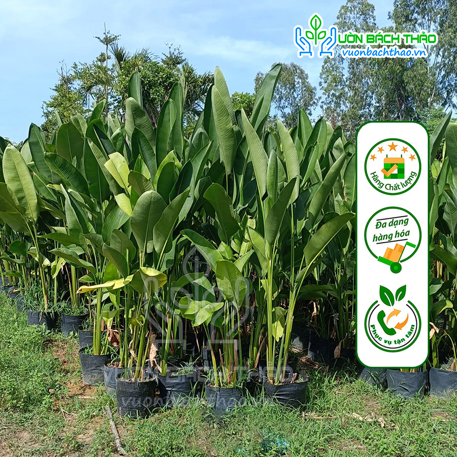 Cây Chuối Cát Thái (Chuối Phượng Hoàng) - Đẹp, Dễ Trồng, Sang Trọng
