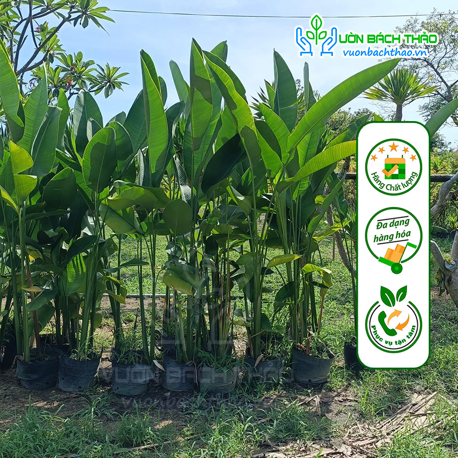 Cây Chuối Cát Thái (Chuối Phượng Hoàng) - Đẹp, Dễ Trồng, Sang Trọng