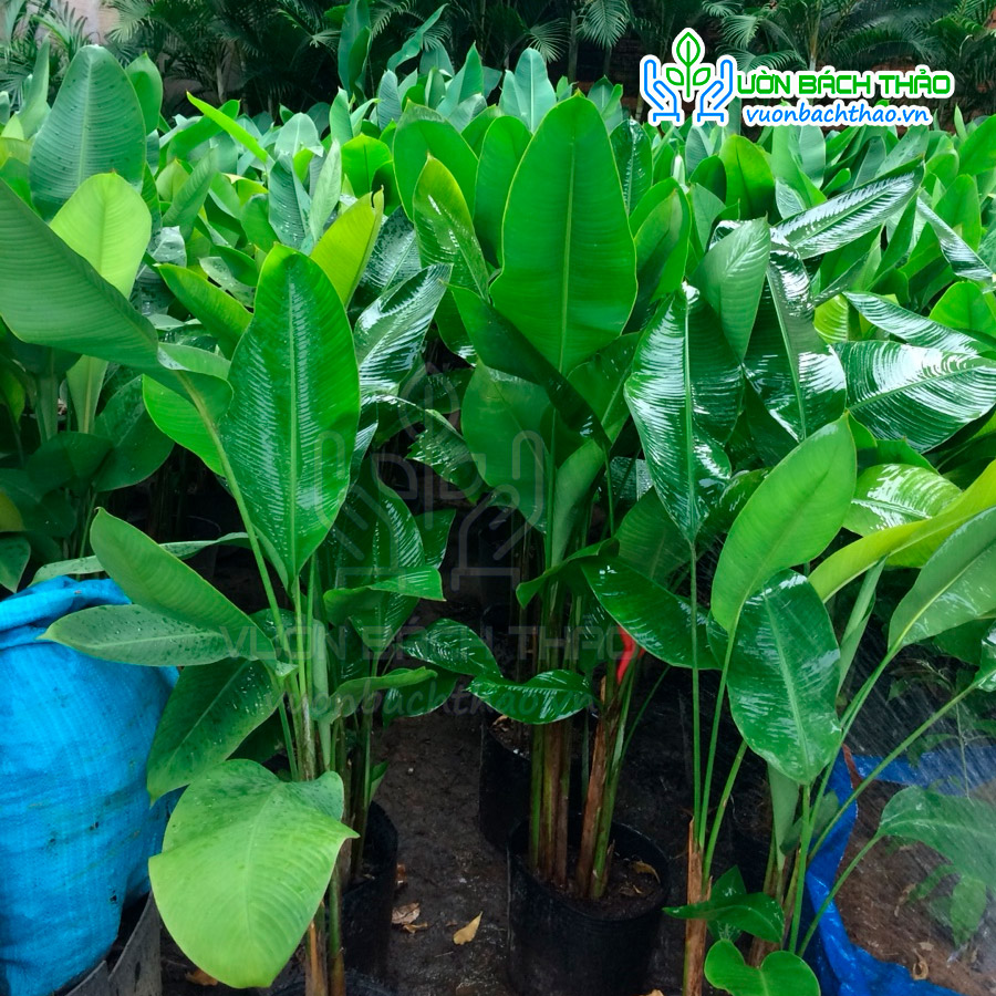 Cây Chuối Đuôi Cá