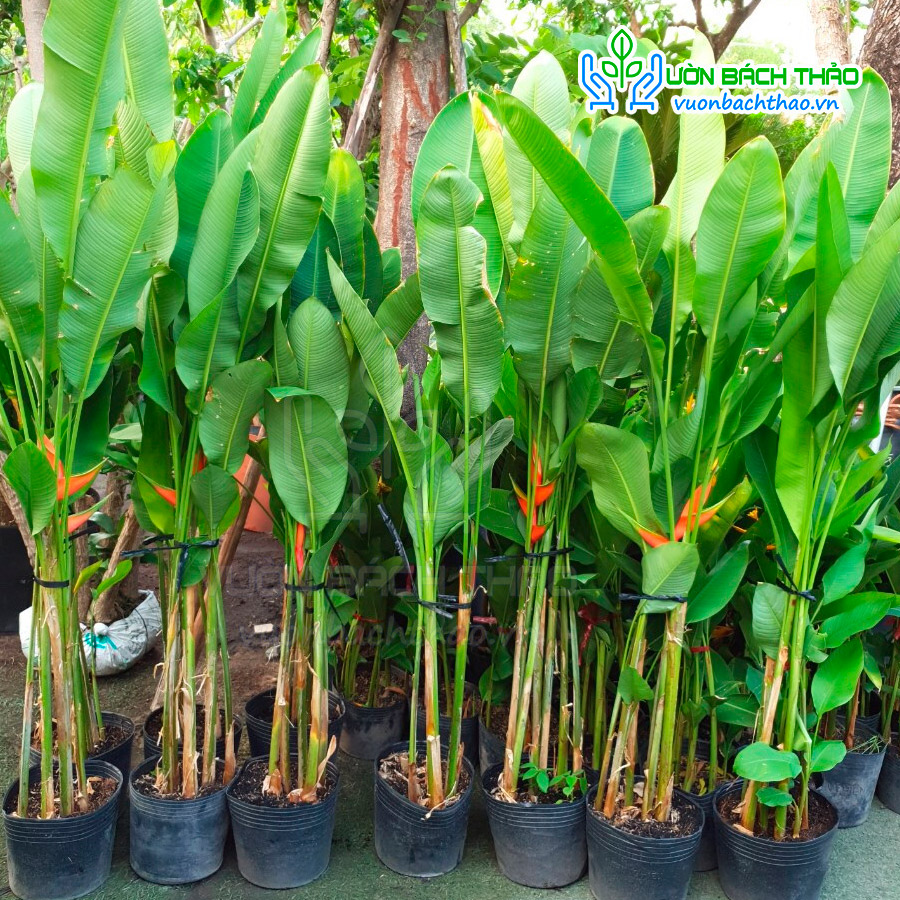 Cây Chuối Đuôi Cá