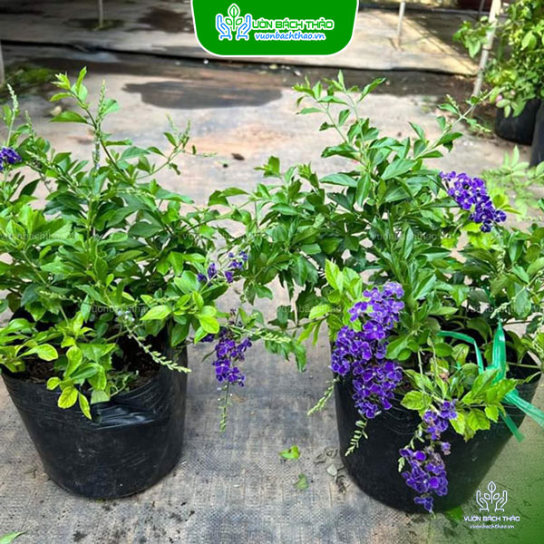 Cây Chuỗi Ngọc Hoa Tím