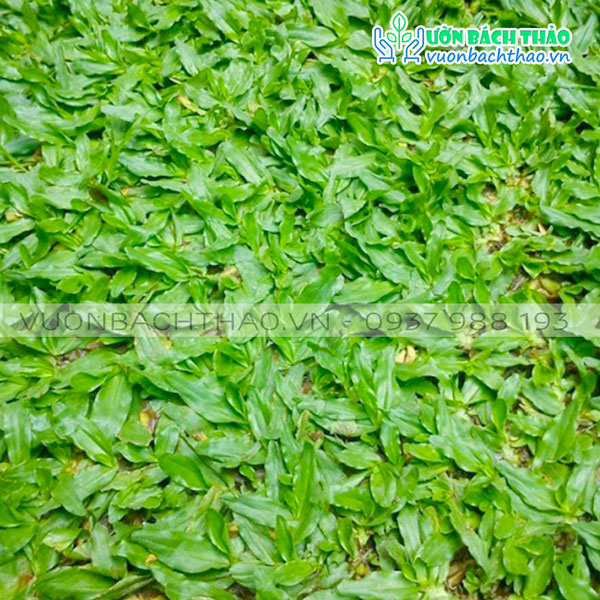 Cây Lá Gừng Thái Trồng Sân Vườn