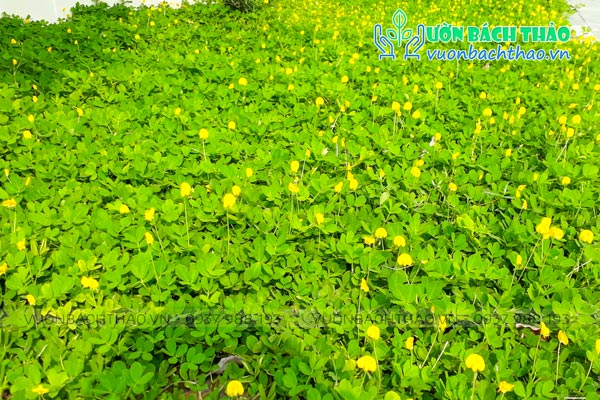 Cỏ Đậu Phộng (Cỏ Lạc)