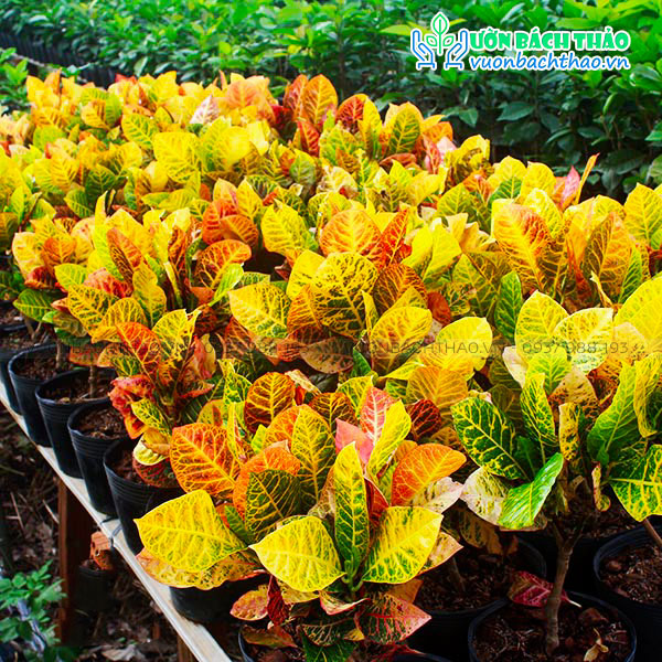 Cây Cô Tòng Lá Mít