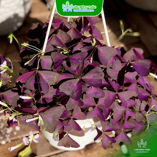 Cây Bướm Đêm Trồng Chậu Treo