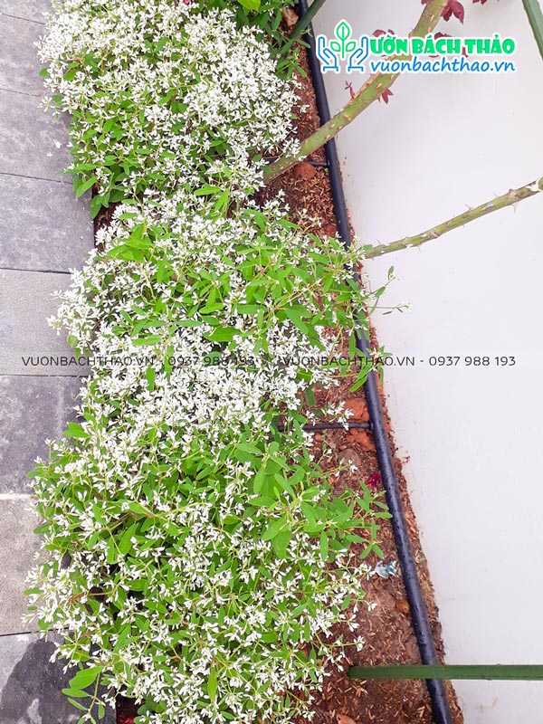 Cây Hoa Hương Tuyết Cầu