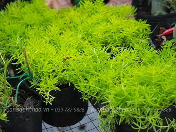 Cây Mười Giờ Úc