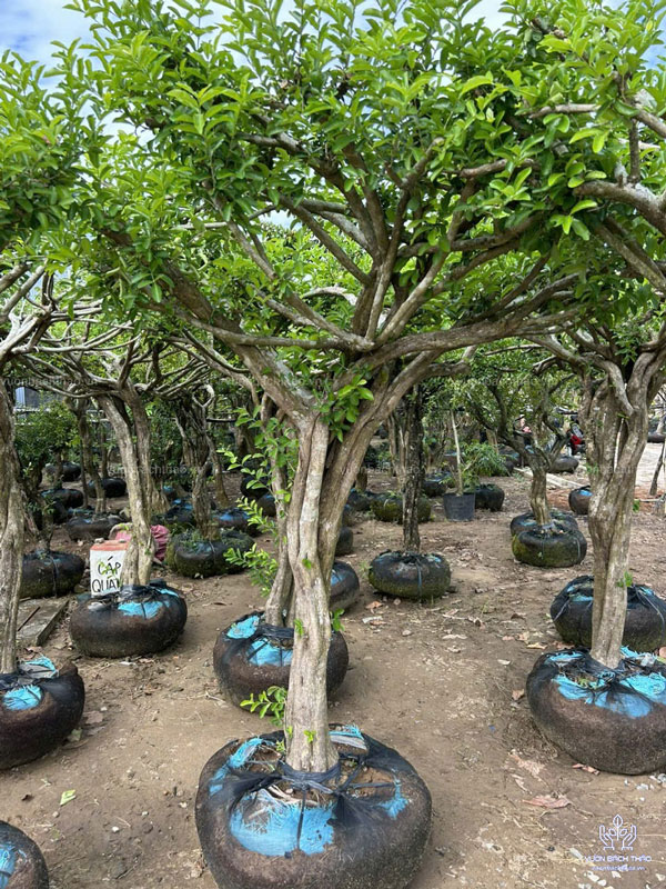 Cây Sơ Ri Trồng Công Trình