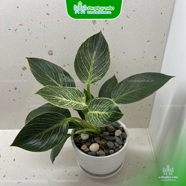 Cây Trầu Bà Hoàng Kim Để Bàn