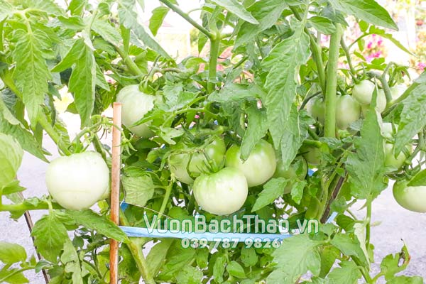 Cây Cà Chua Giống