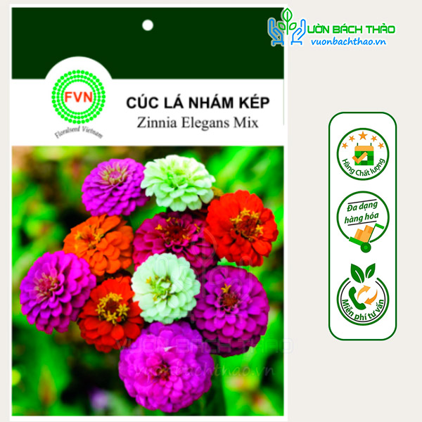 Hạt Giống Hoa Cúc Lá Nhám Kép Nhiều Màu FVN