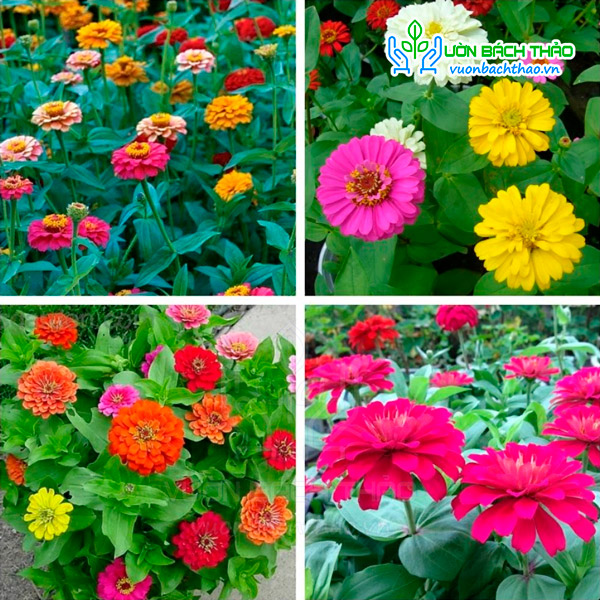 Hạt Giống Hoa Cúc Lá Nhám Kép Nhiều Màu FVN