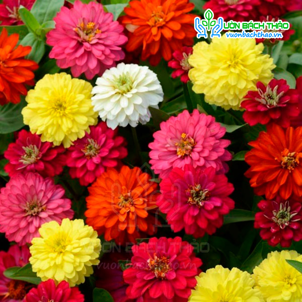 Hạt Giống Hoa Cúc Lá Nhám Kép Nhiều Màu FVN